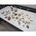 Q-504: Sea Shells; Rocks; Coral – 1 Lot