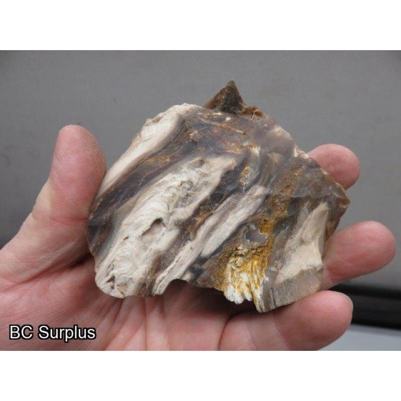 Q-504: Sea Shells; Rocks; Coral – 1 Lot