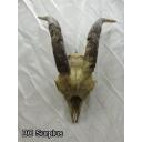 R-72: Vintage Goat Skull